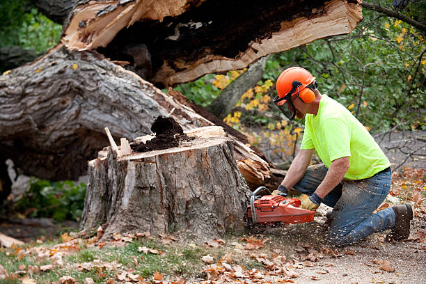 Dead Tree Removal in North Charleston, SC